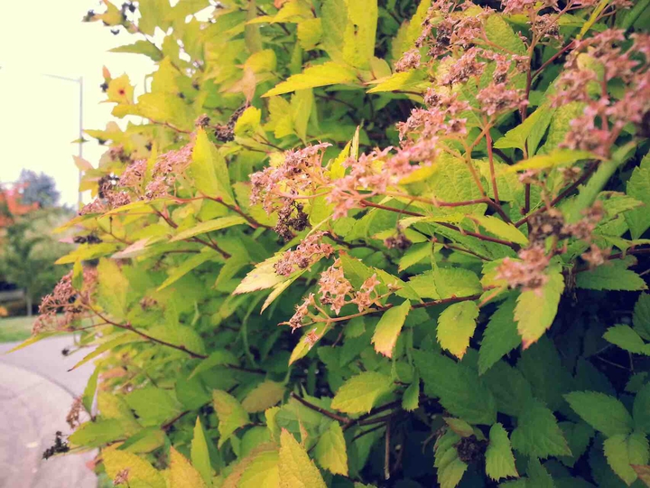 pink flower bush