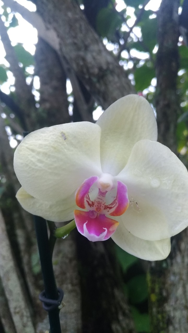 orquídea ?