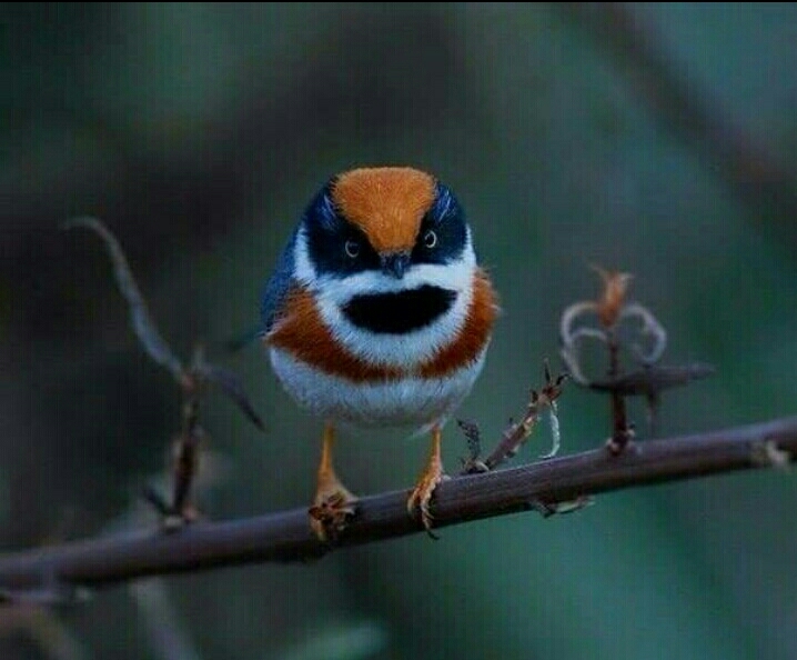 bird