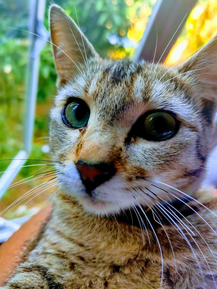 Ivy