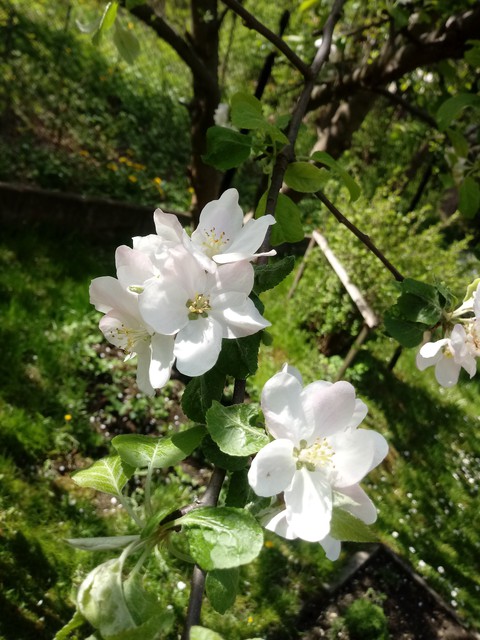 appletree