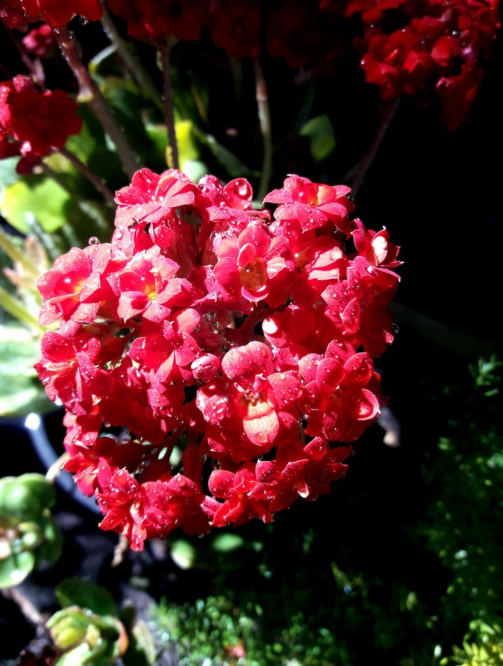 My beautiful flower!!!!