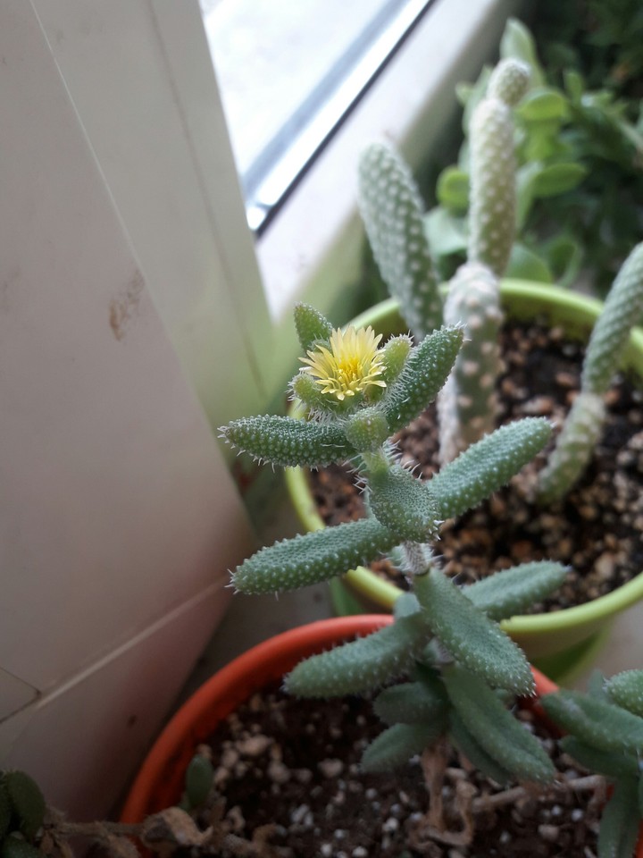 cactus's flower