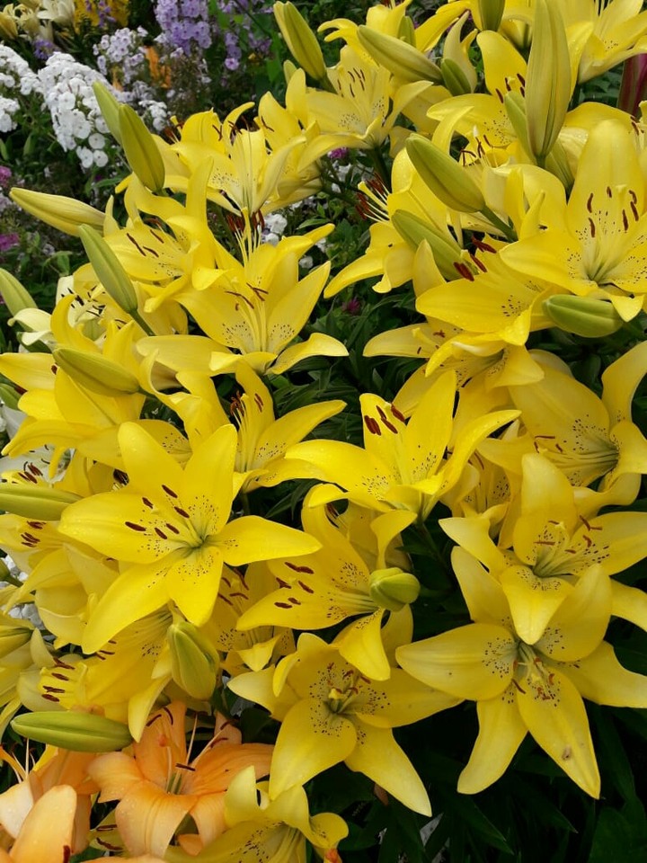 flowers