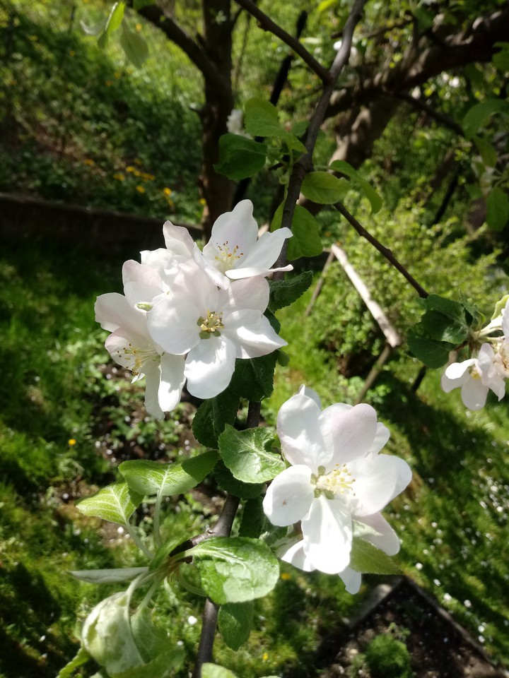 appletree