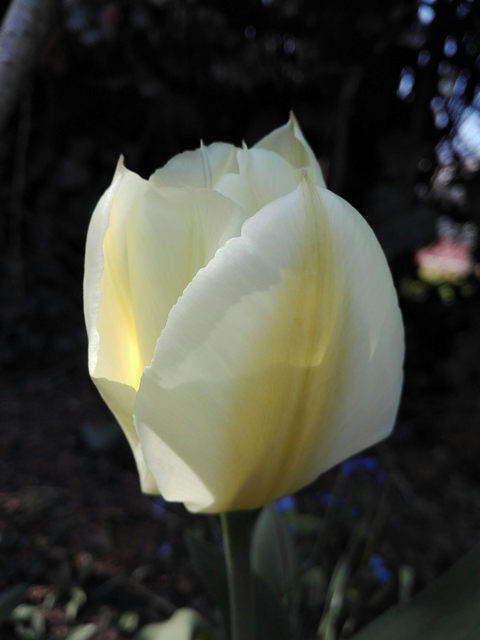 Tulpe