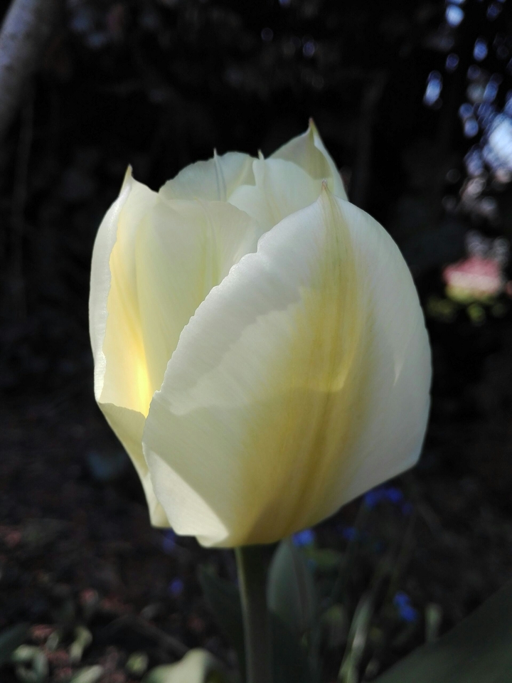 Tulpe