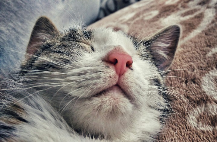 sleeping cat