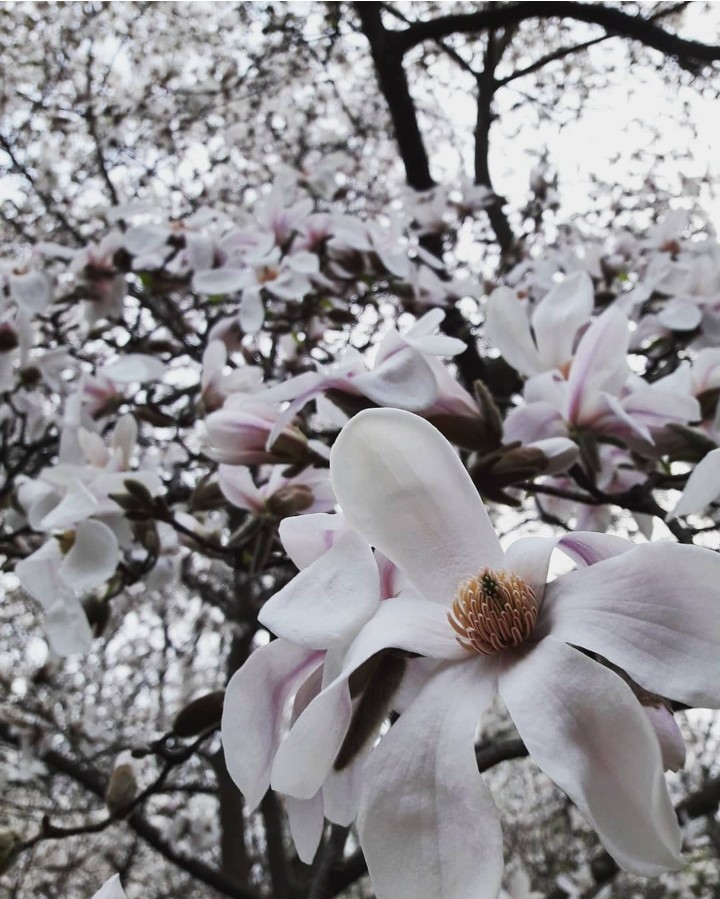 Magnolia