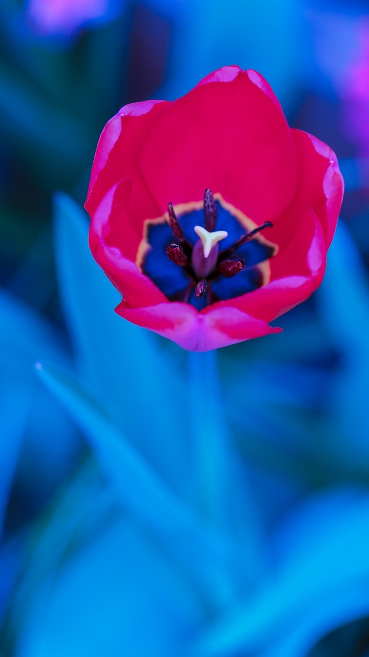 Fantastic tulip