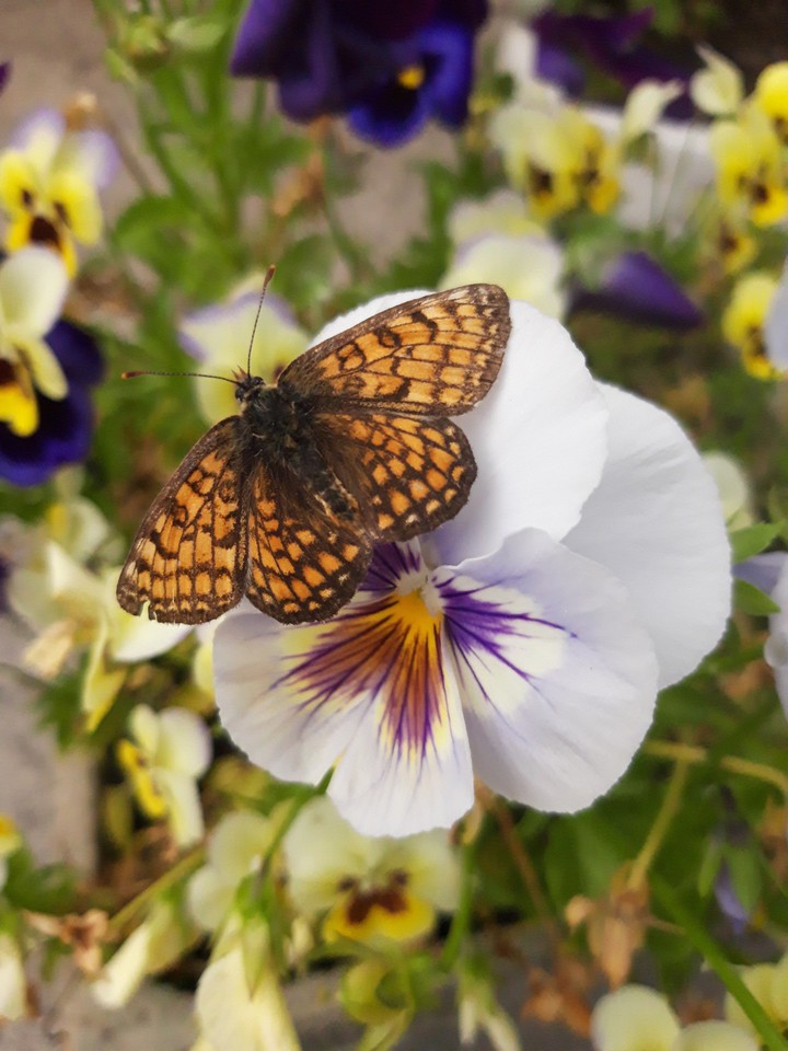 Butterfly