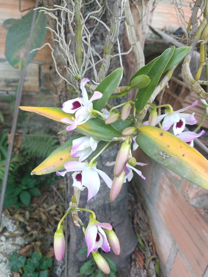 orquídea casa do Weverson-Citrolândia-Betim-MG