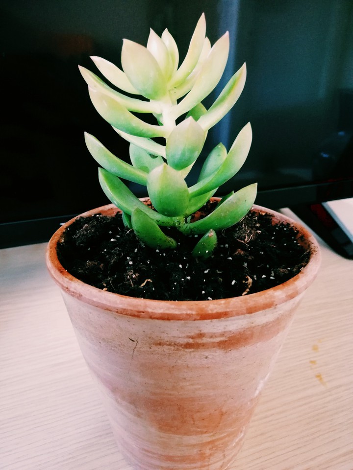 Beautiful Little Plant