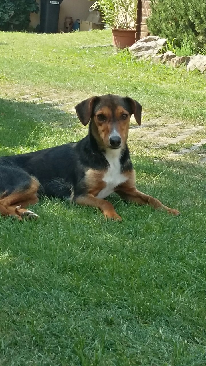 my dog now/ az èn kutyám most