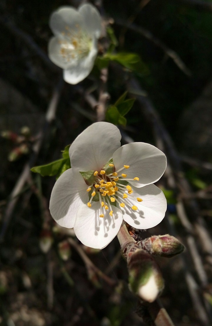 Almond's flower