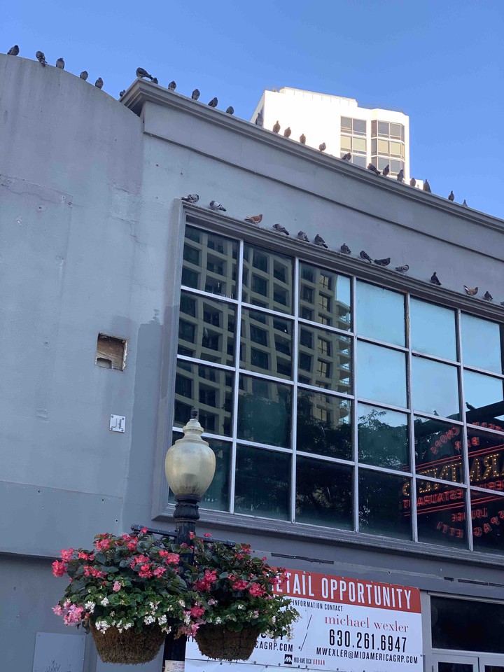 The Birds of Chicago