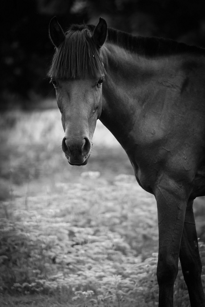 horse