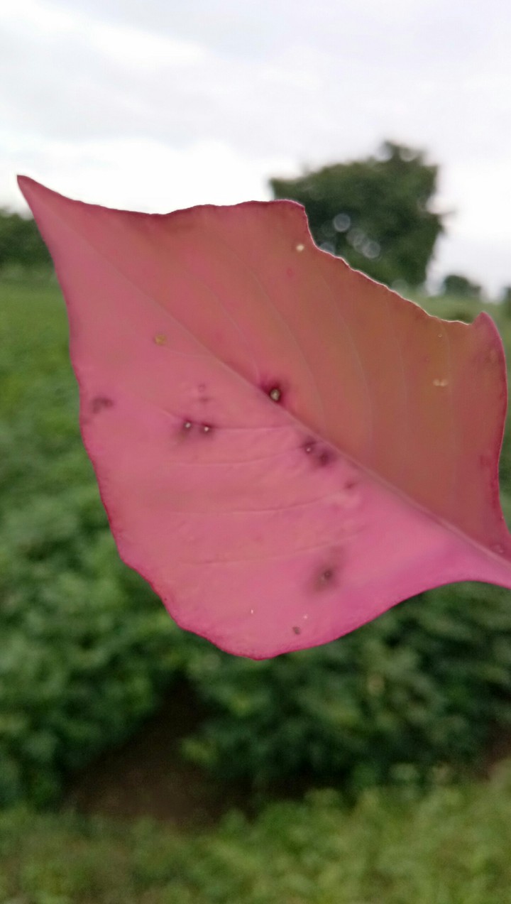 leaves