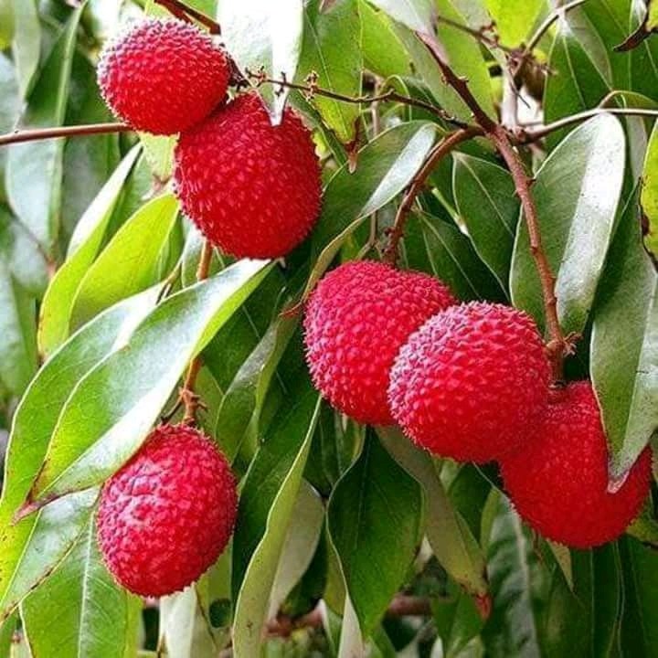 lichi