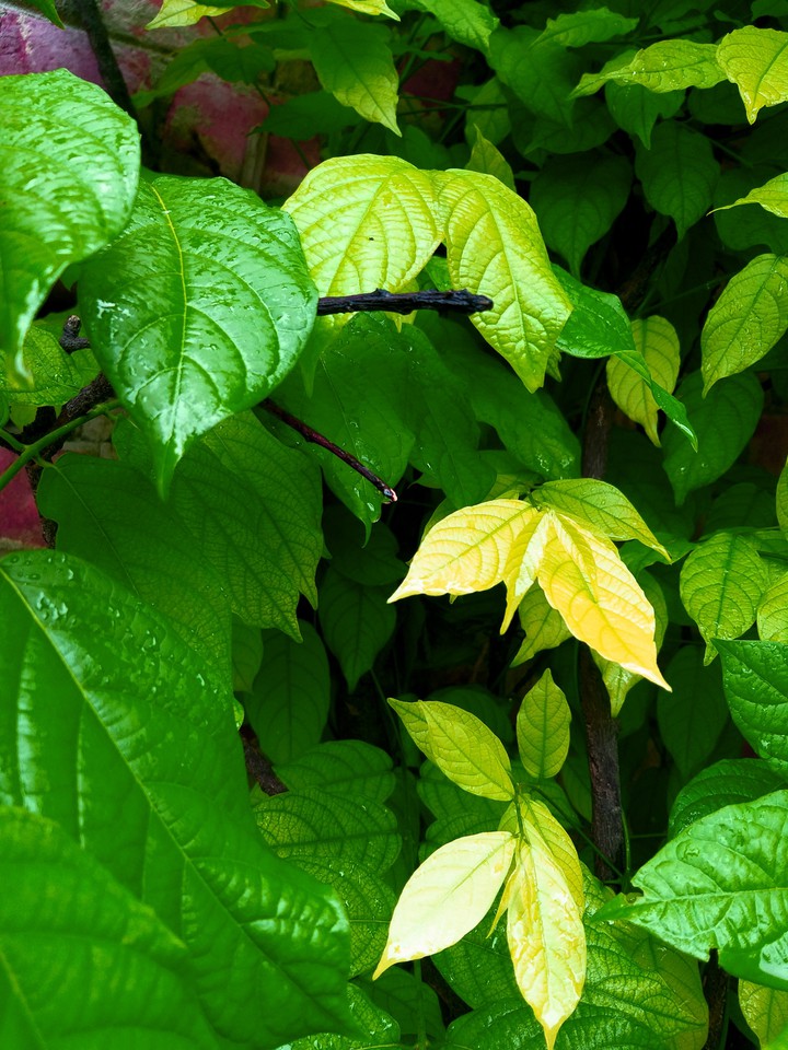 Green leaves