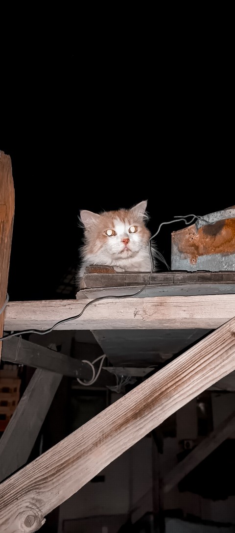 ταπετσαρίες Carnivore, monster