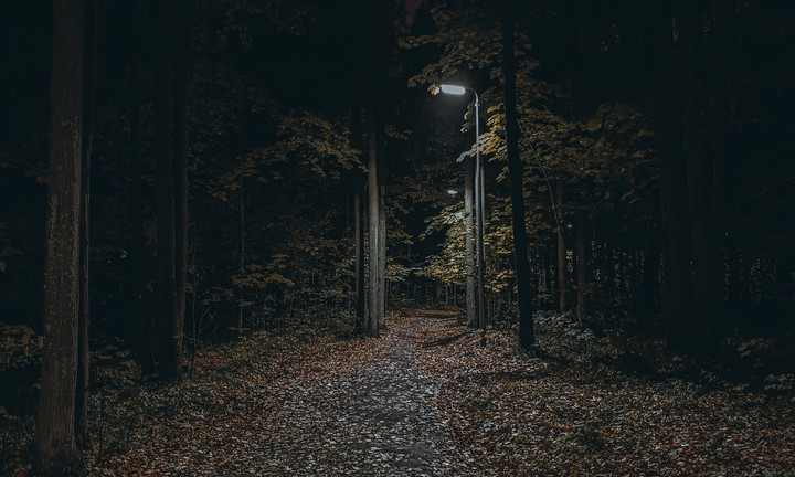forest