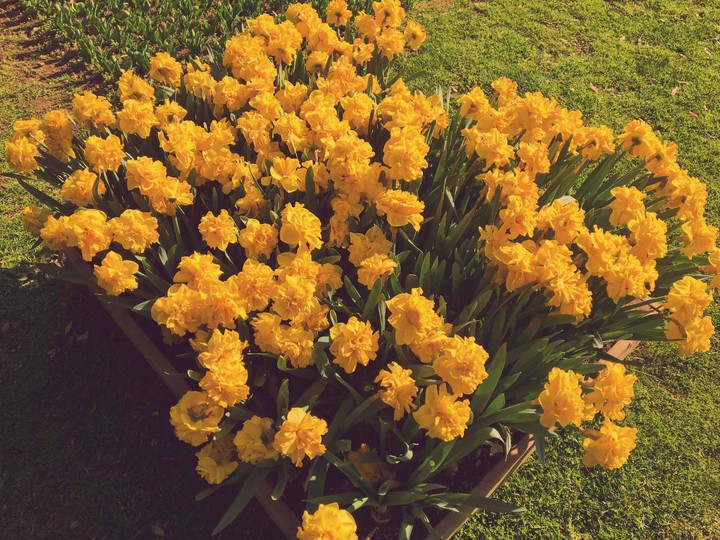 Yellow flowers