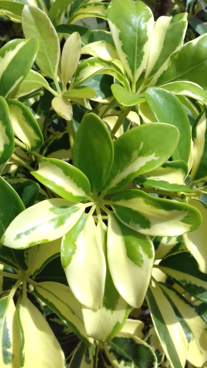 plant
