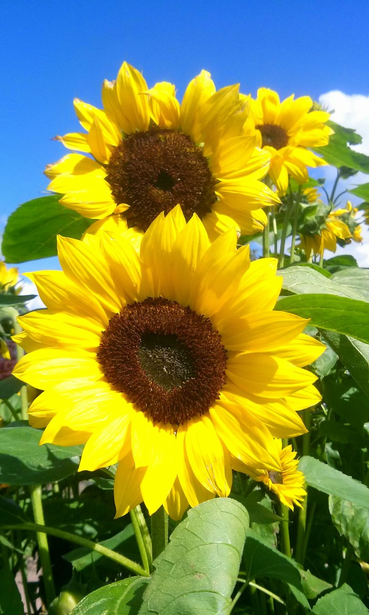 sun flower