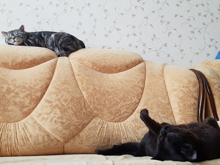 лежбище котиков