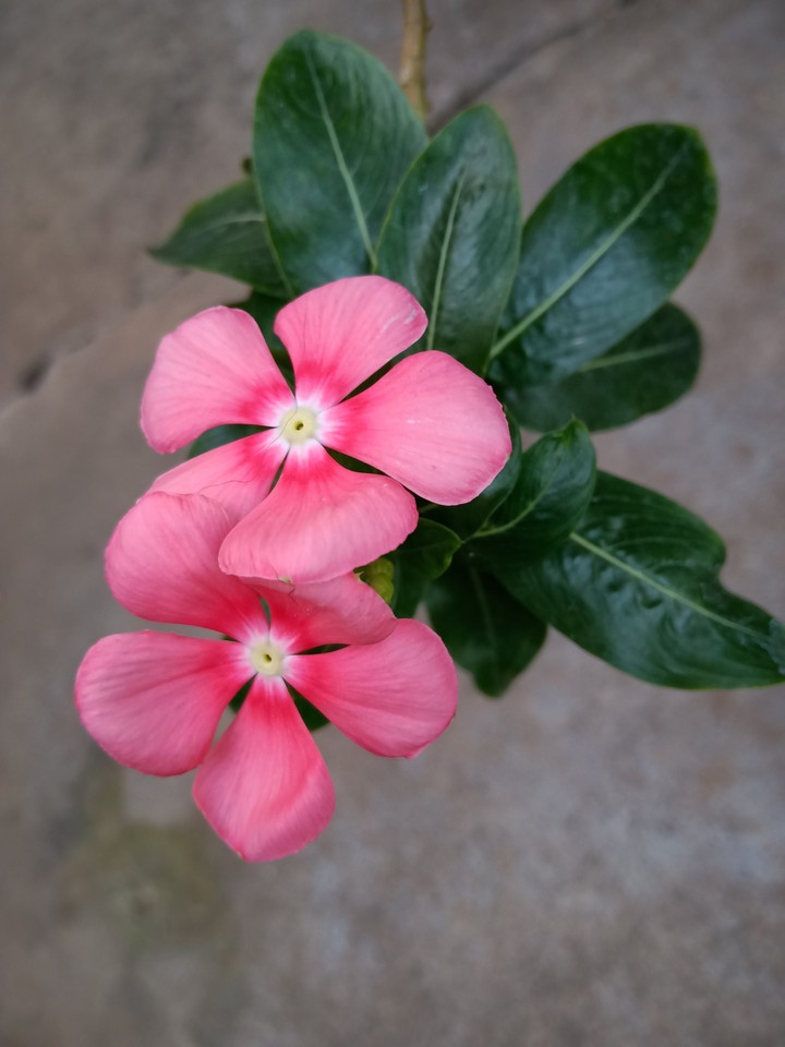 little  flower