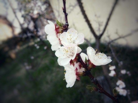 apricot blossom
