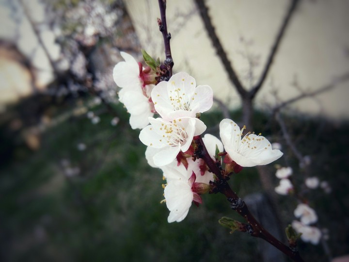 apricot blossom