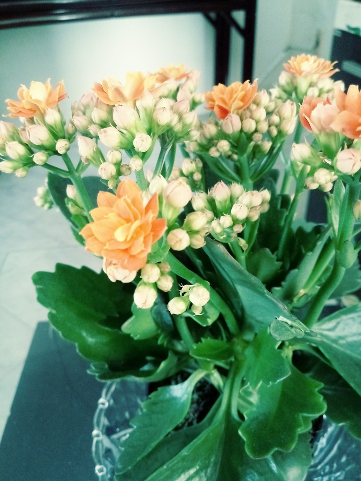 flor com laranja