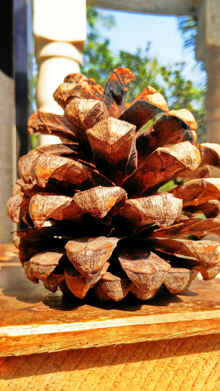 Pine cone