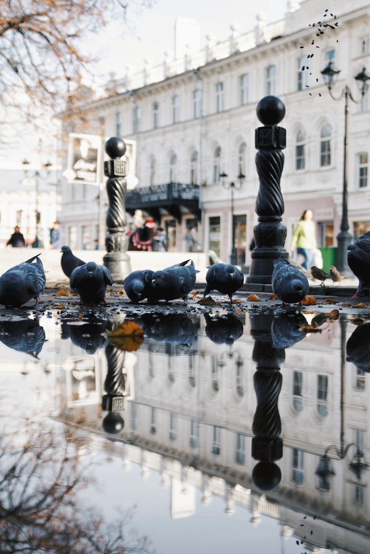 pigeons