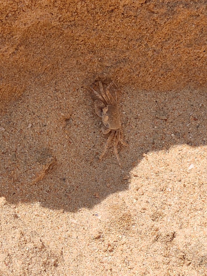 Ocean Crab Feel Alone