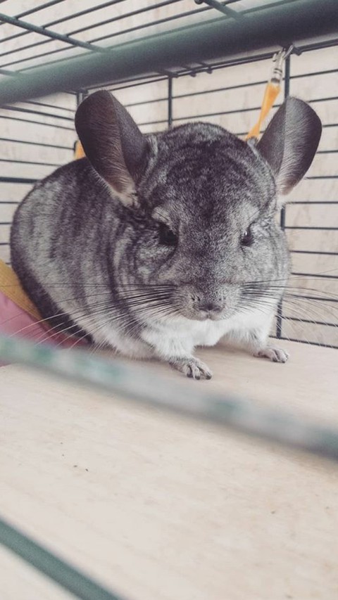 chinchilla, snout वॉलपेपर
