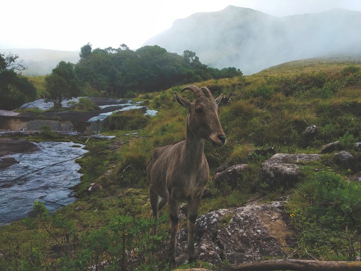 The Nilgiri Tahr❤️