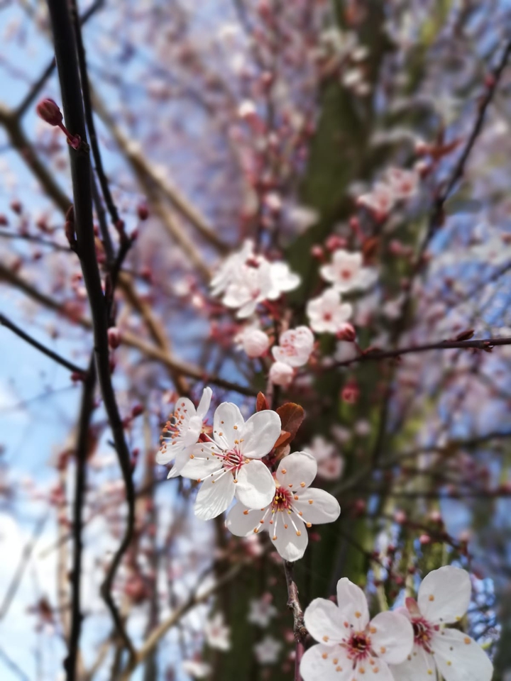 Cherry tree