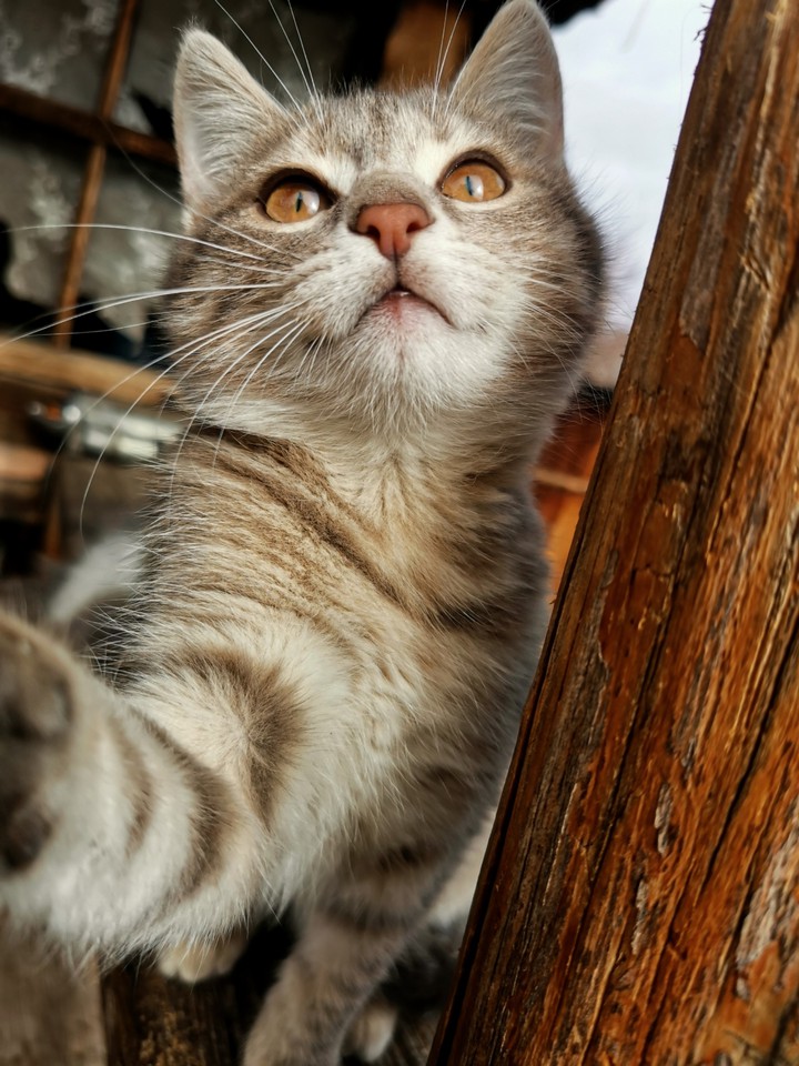 cat