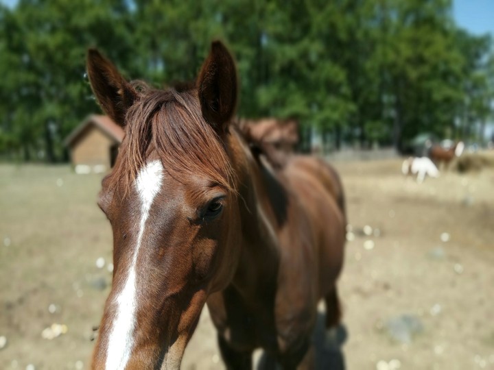 Horse