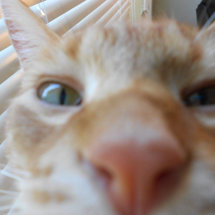Ginger 
