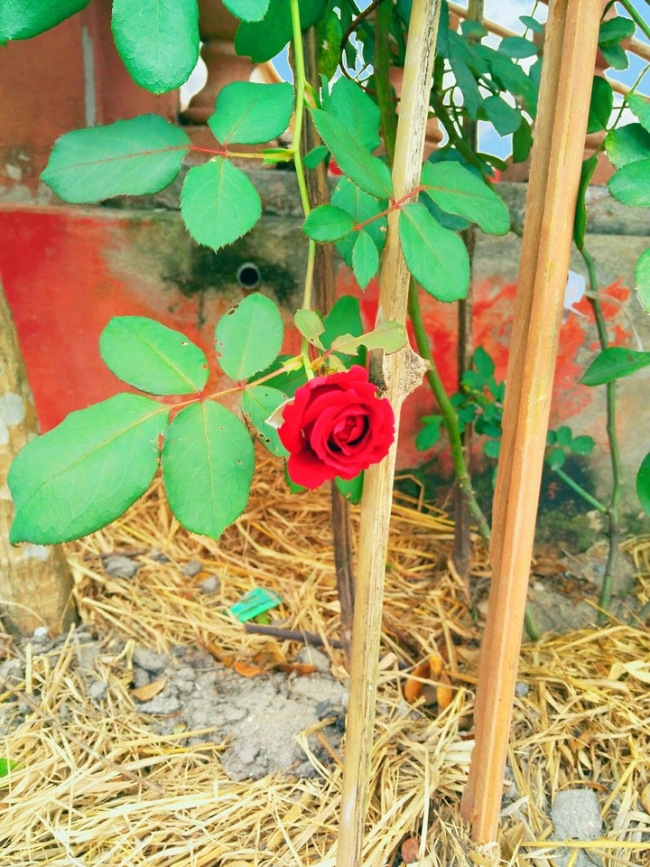 #Rose