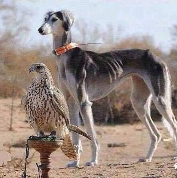 охотники