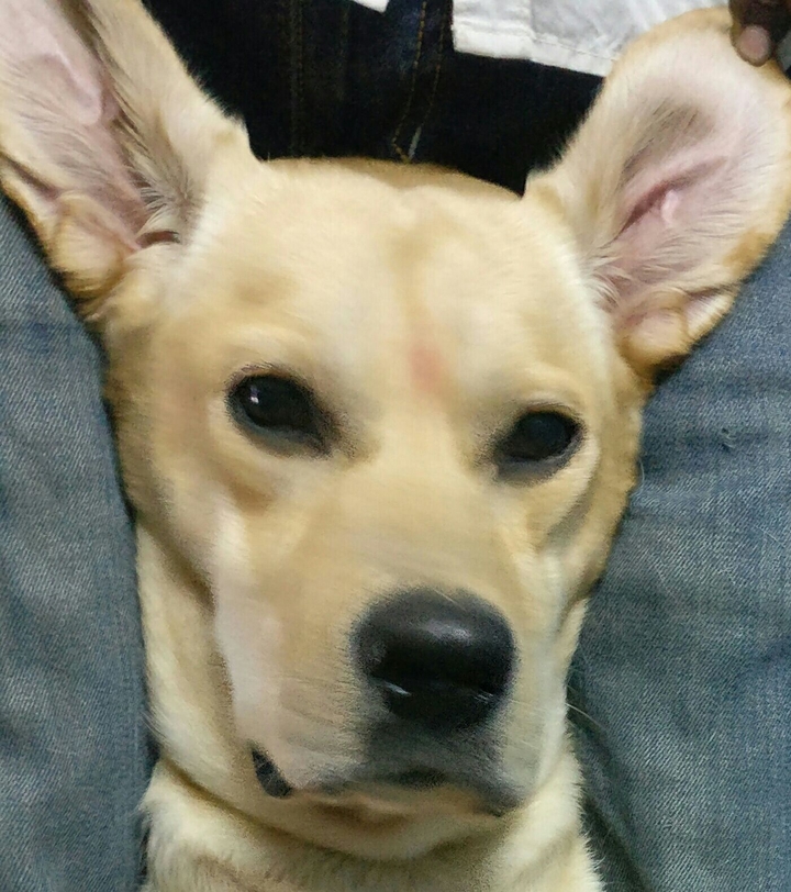 cooper