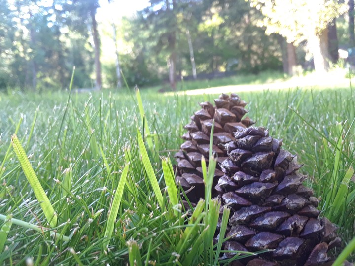 gotta love pinecones