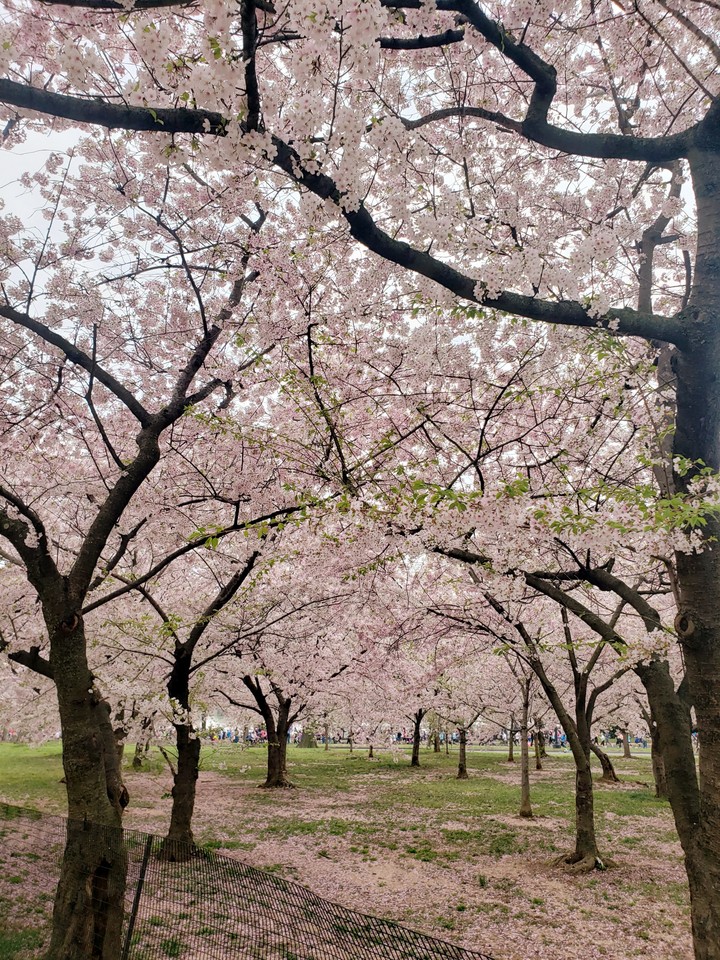 Beautifully pink