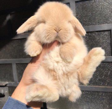 Cute bunny