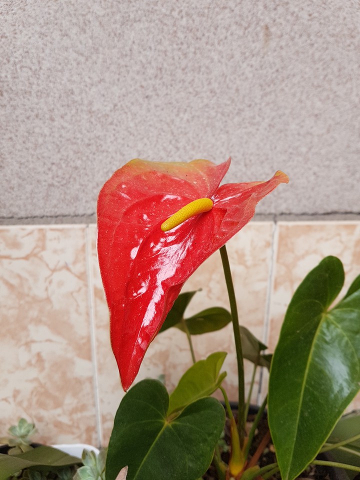 Nature's